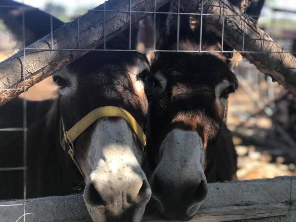 Agriturismo Papyrus Siraküza Dış mekan fotoğraf